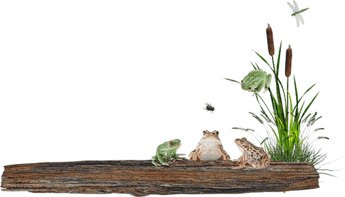 log/frogs - png grátis