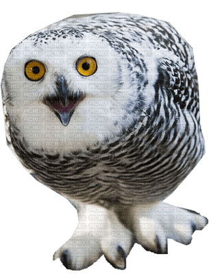 Snowy Owl - png ฟรี