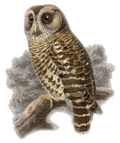 Owl - 無料のアニメーション GIF