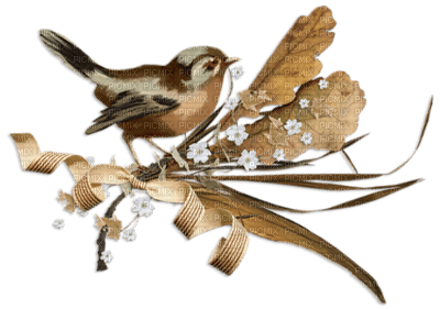 minou-bird-birds - PNG gratuit