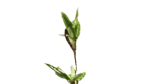 leaf - GIF animate gratis