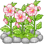 Pink Roses - Gratis animerad GIF
