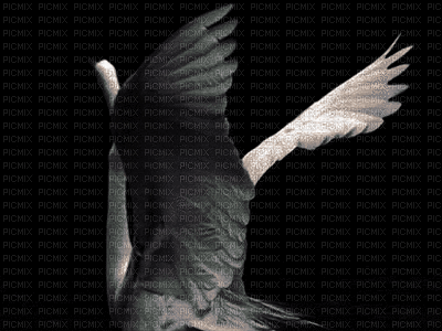 Abrir las alas - 無料のアニメーション GIF