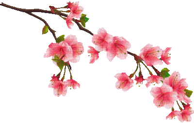 Y.A.M._Summer Flowers Decor - GIF animasi gratis