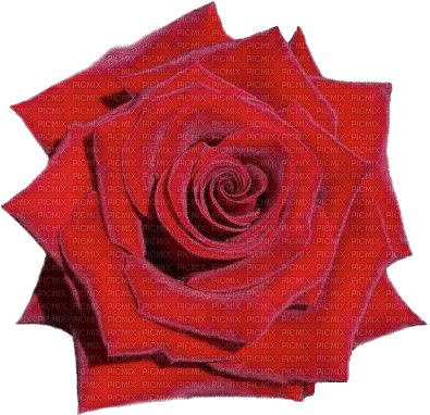 rose - Besplatni animirani GIF