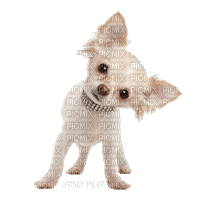 Chihuahua Puppy Dog - Nemokamas animacinis gif