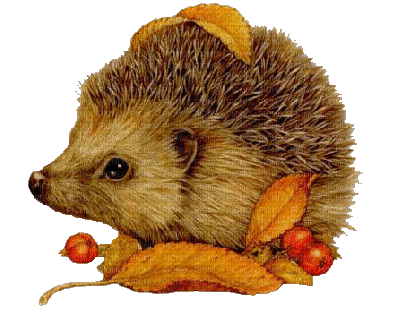 Hedgehog Autumn Gif - Bogusia - Бесплатни анимирани ГИФ