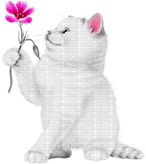 soave cat animals deco flowers white black pink - Free PNG