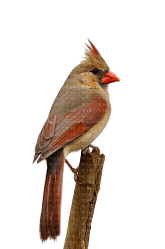 Vogel, Bird - PNG gratuit