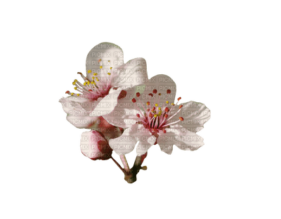 flowers anastasia - безплатен png