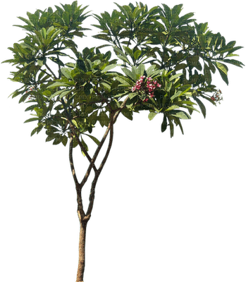 tree baum bush busch - ingyenes png