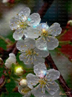Fleurs - 無料のアニメーション GIF