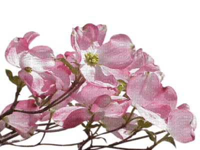 fleurs roses - 無料png