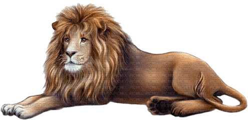 löwe lion - PNG gratuit