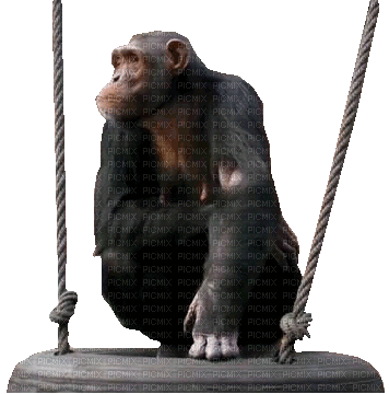 Kaz_Creations Animals Monkey Animated - Gratis animerad GIF