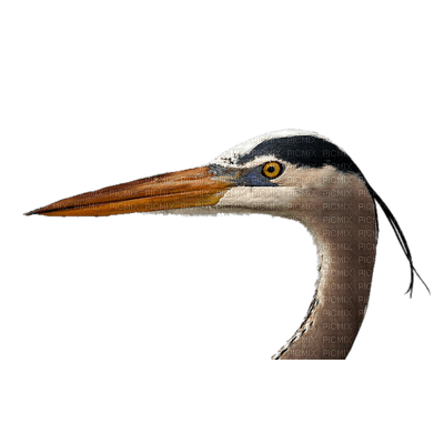heron - PNG gratuit