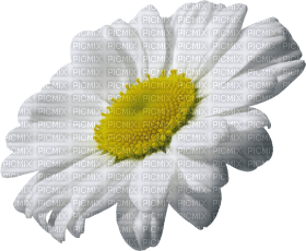 Kaz_Creations Deco Flowers Camomile Flower - png grátis