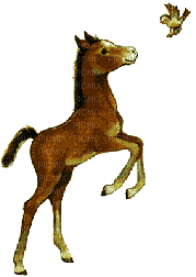 horse. horses bp - Free animated GIF