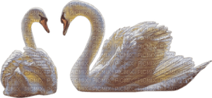 swan - PNG gratuit