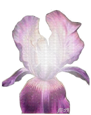 Iris.Cheyenne63 - GIF animé gratuit
