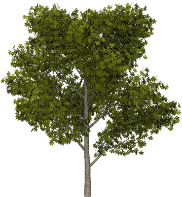 albero - png gratis