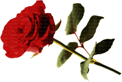Trandafir 30 - png gratis