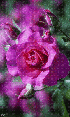 rosas - Bezmaksas animēts GIF