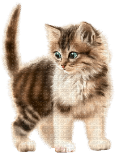 El gato bebe - ücretsiz png