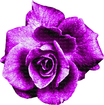 Glitter.Rose.Purple - gratis png