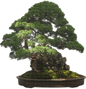 trees bonsai bp - 免费PNG