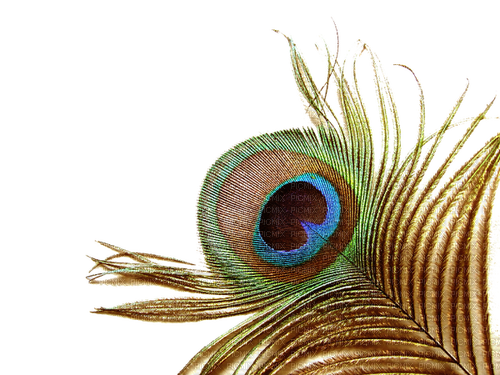 feather Bb2 - zadarmo png