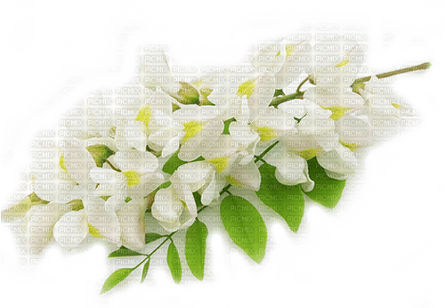 Akazienblüte - безплатен png