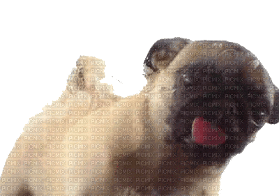 dog - Gratis animeret GIF