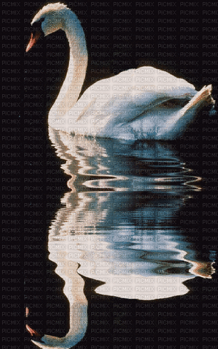 Swan - Ilmainen animoitu GIF