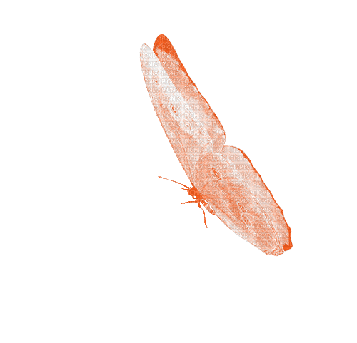 animated butterfly - Безплатен анимиран GIF