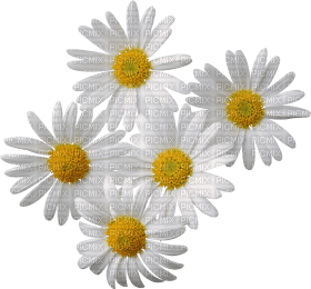 FLOWERS - безплатен png