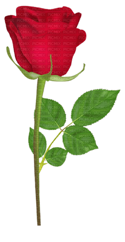 red rose - kostenlos png