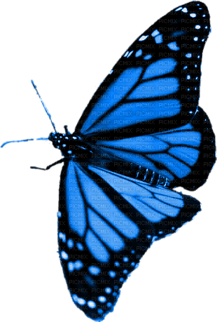 BUTTERFLY! - png gratis