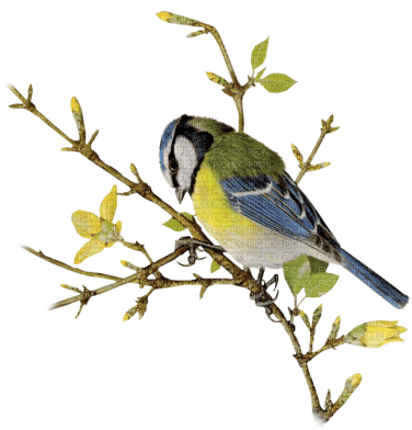 Kaz_Creations Bird Birds - png gratis