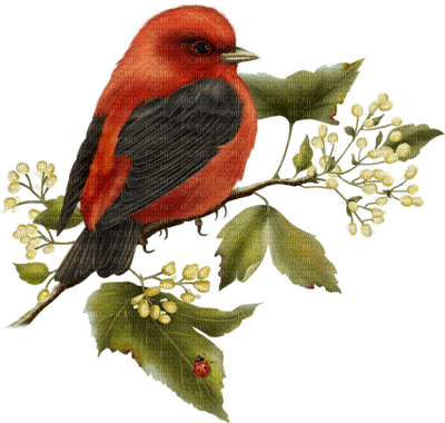 Kaz_Creations Birds Bird Flowers - Free PNG