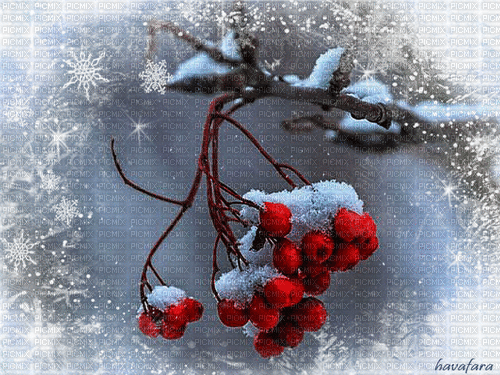 Beeren im Winter - Darmowy animowany GIF