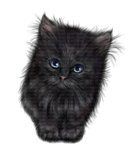 Chat Noir:) - Free PNG