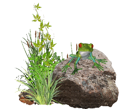 лягушка на камне - Darmowy animowany GIF