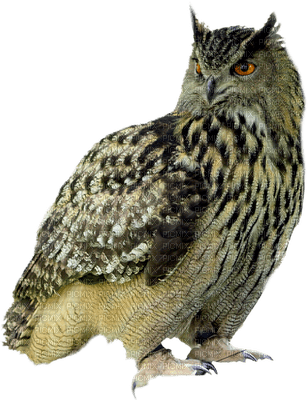 Owls - png grátis