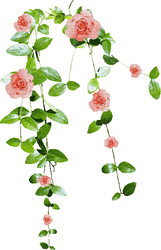 Flores rosas - GIF animate gratis