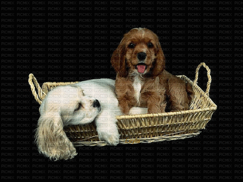Hunde, Körbchen - Besplatni animirani GIF