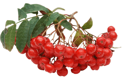 fruta - nemokama png