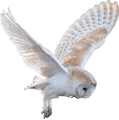 Flying Owl - 無料png