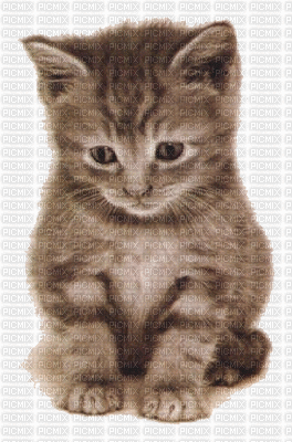 mon chaton - 免费动画 GIF