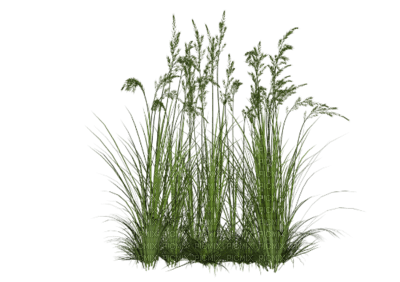 Tube Plante Verte - nemokama png